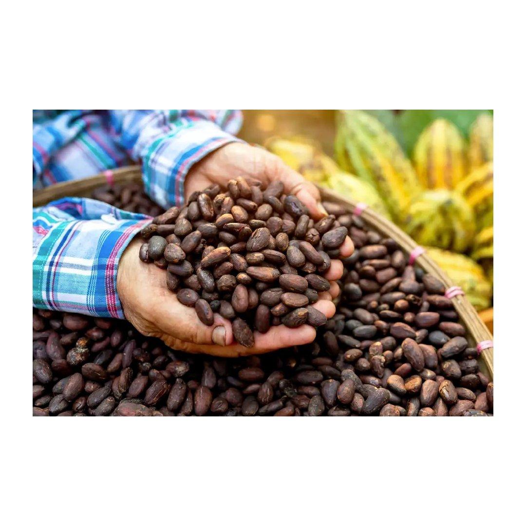 premium raw cocoa beans for chocolate making baking and cocoa powder production high quality natural cacao beans rich in antioxidants minerals and natural flavor perfect for chocolate makers bakeries and healthy recipes