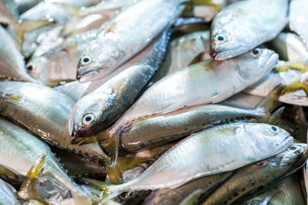 A Comprehensive Guide to Sourcing High-Quality Fish: Top 3 Fish Suppliers in Philippines in July 2025