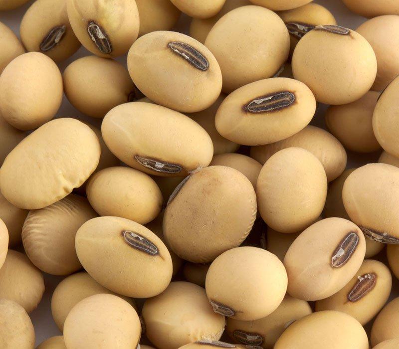 Get to Know the Top 4 Soybean Suppliers in Brazil - 5