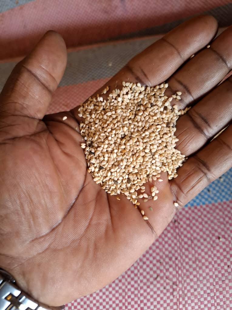 Sesame Processing