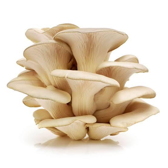 Oyster Mushroom Powder