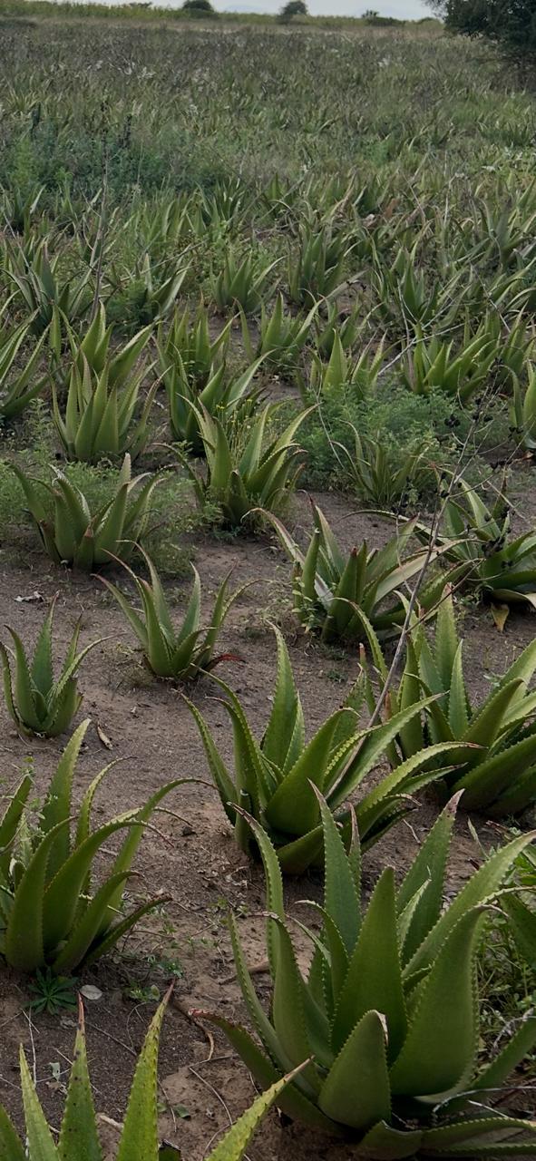 Aloe Gel Texture