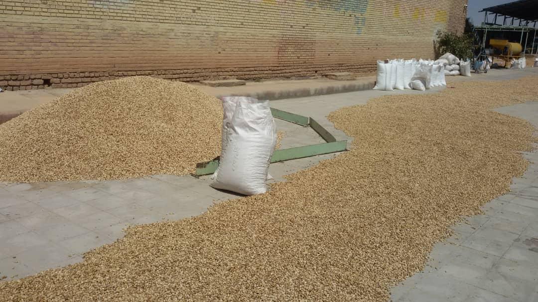 Processed Pistachio Kernels