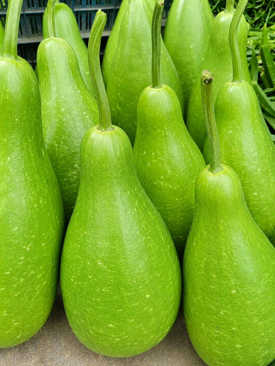 loweu Texture Tender Color Light Green Shape Long Or Round Quality Grade Export Grade Packaging Hygienically Packed Harvest Method Freshly Harvested