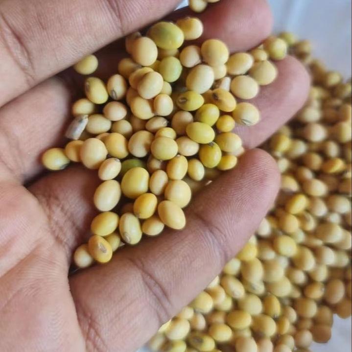 High Grade Organic Soybean Seeds Bulk Non-GMO Freeze-Dried Good Quality Soy Beans for Food Animal Feed 25kg Belgium 2-Year Shelf