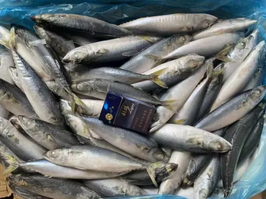 Frozen Spanish Mackerel Fish (king fish/seer fish) Seafood Hotsale Factory Price