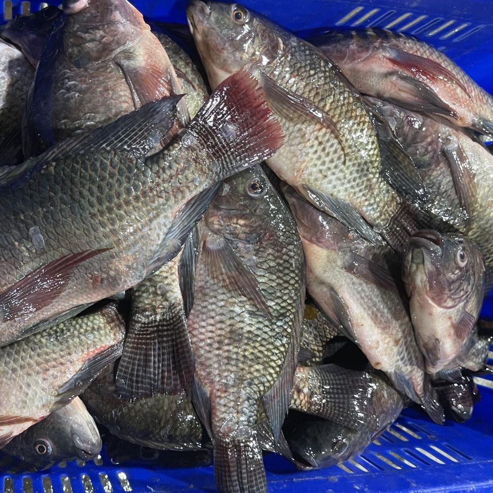 Best Quality Frozen Farm Raised Tilapia Fresh Water Fish Exporters Wholesale Price