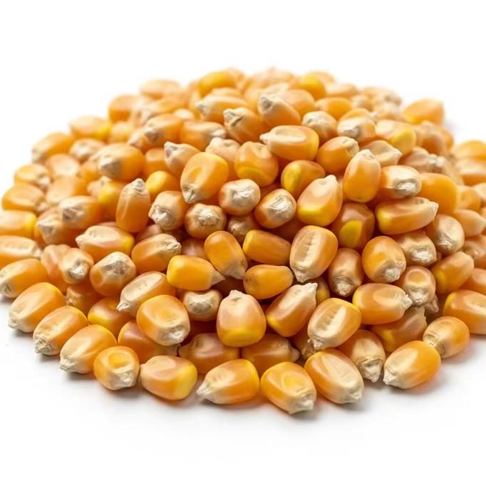 Discover the Top 5 Corn Suppliers in South Africa - 6