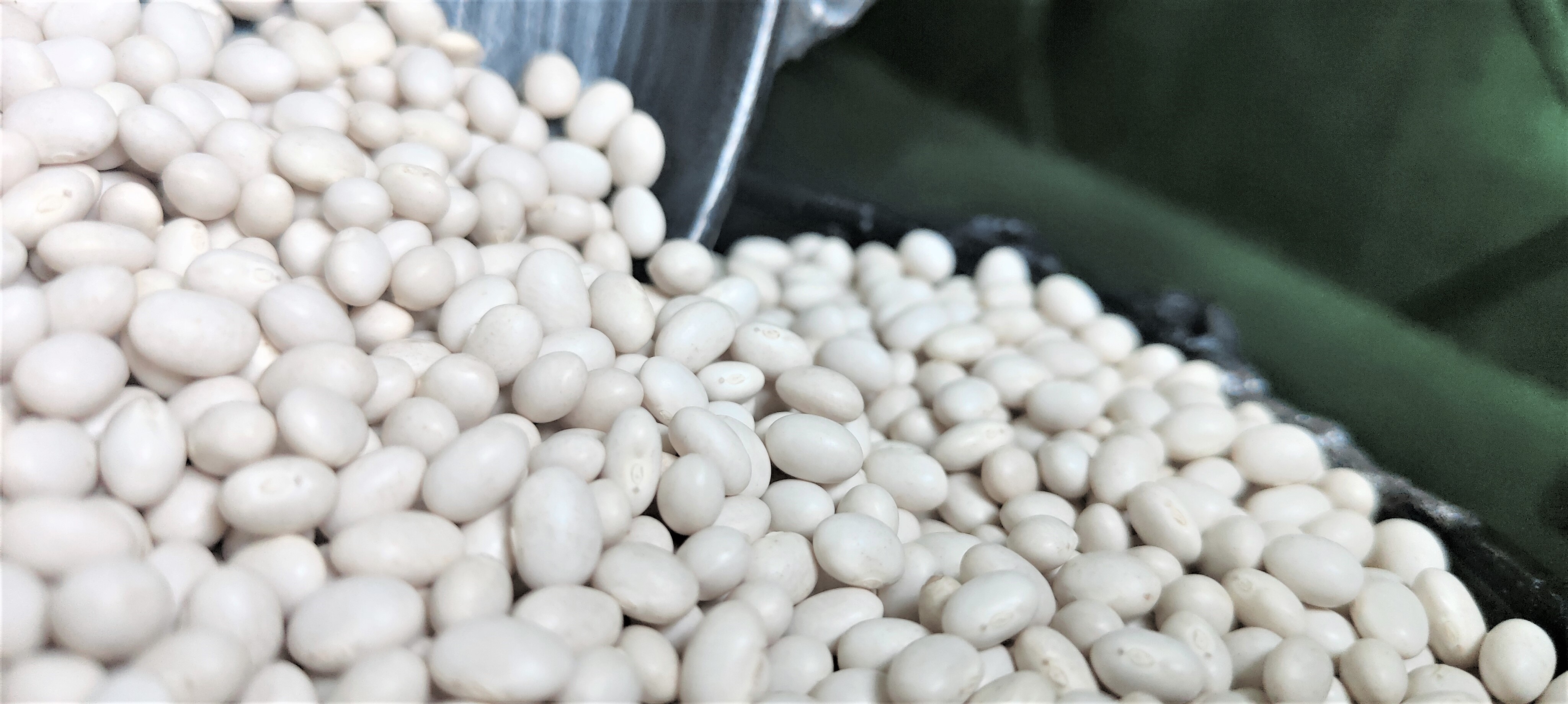 Ethiopian Origin New Crop 2024 White Pea Beans Wholesale Dried Handpicked and Polished Bulk Quality Kidney beans.