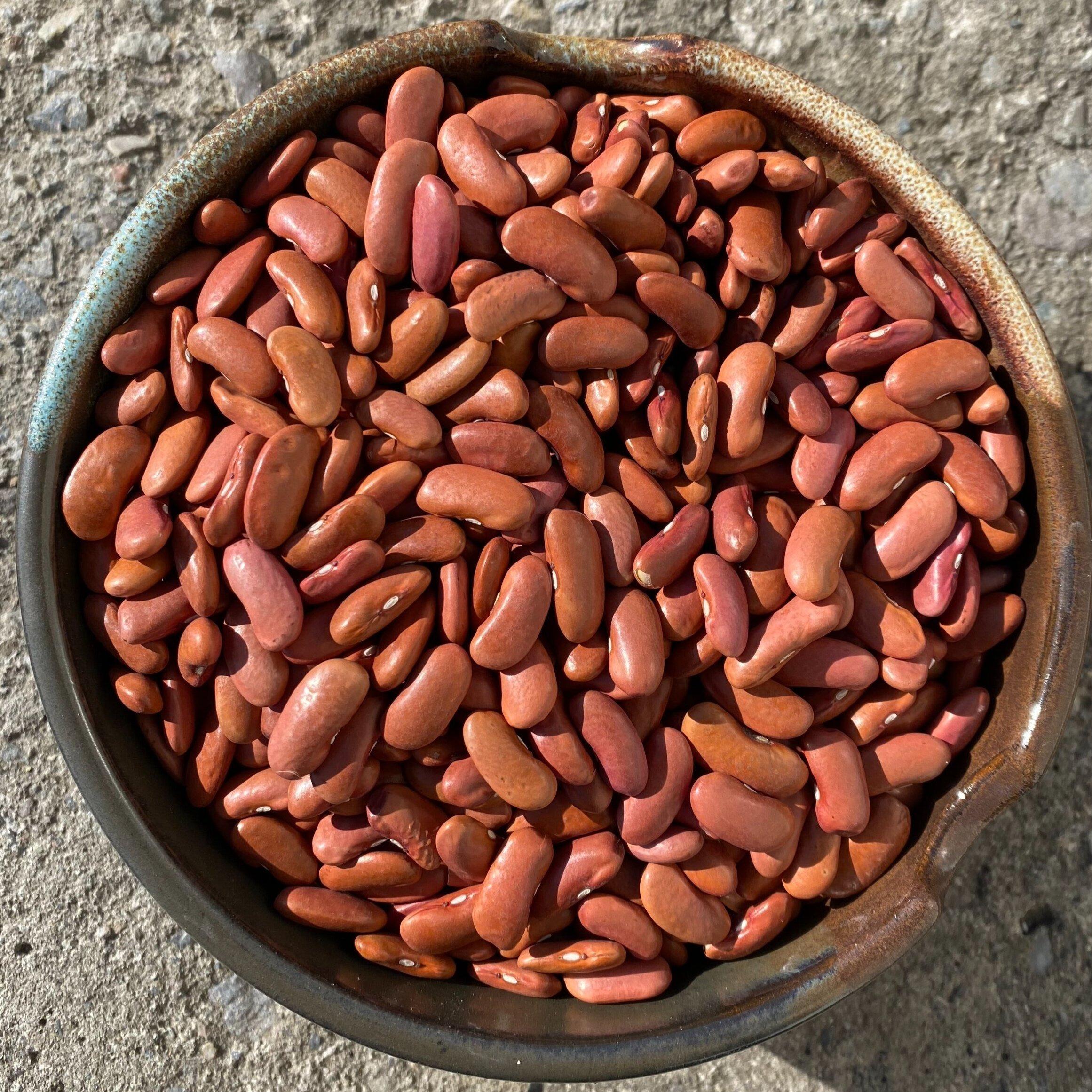 Premium Red Kidney Beans Selected Red Kidney Beans Bulk Trade For Importers Natural Protein Rich Plant Food Ingredient