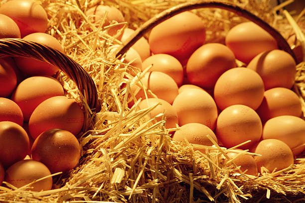 A Comprehensive Guide to Sourcing High-Quality Chicken Eggs: Top 10 Chicken Eggs Suppliers in United States in Year 2025