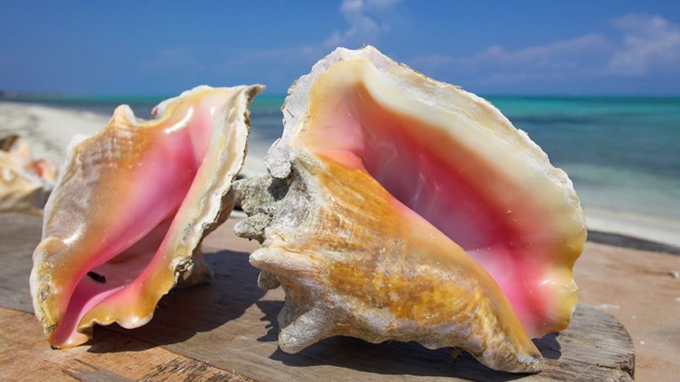 Fresh Conch seafood / abalone