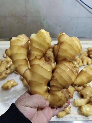 Fresh Ginger Buyer Dried Ginger Origin Netherlands Shelf Life 2 YEARS Color Natural Yellow Place of Origin THAILAND Tran