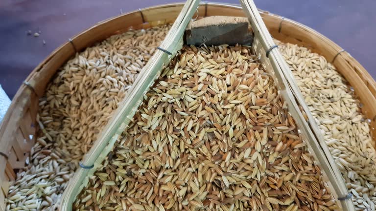 Top 5 Rice Suppliers in Vietnam in Week 06 of 2025 – A Data-Driven Guide to Vietnam’s Rice Export Powerhouse