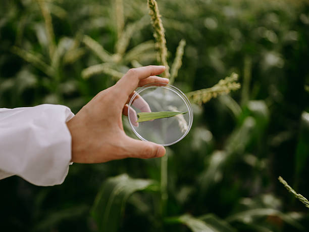 Top 8 Extract Suppliers in Egypt in Quarter 3 of 2025