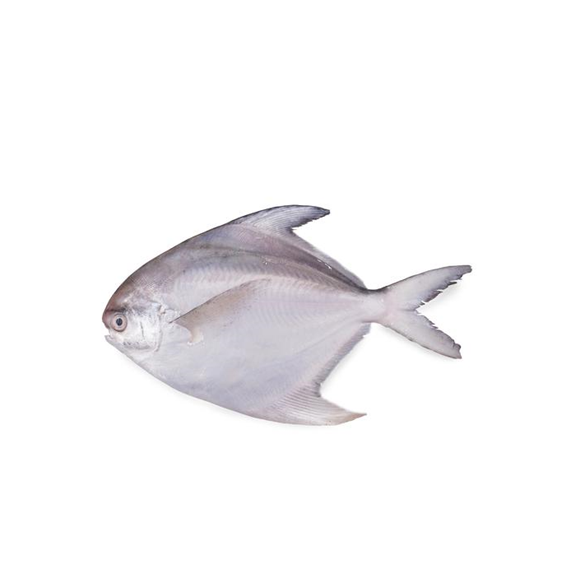 Frozen Silver White Pomfret Whole Fish For Sale Cut Other Freshness Level Frozen Degree of Processing Other Features No Artificial Flavors, No Preservatives, Organic