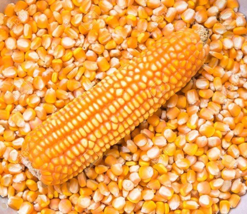 Yellow Corn for Human Consumption