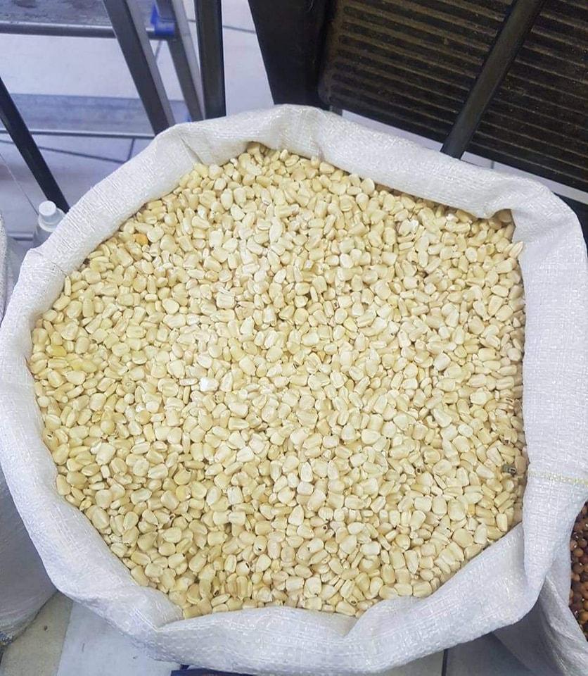 White Corn Maize Image 1