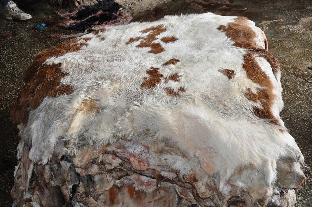 Wet Salted Cow/Bull Head Skin