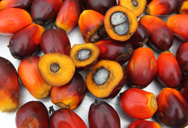 Top 9 Palm Oil Suppliers in Indonesia in Quarter 3 of 2025
