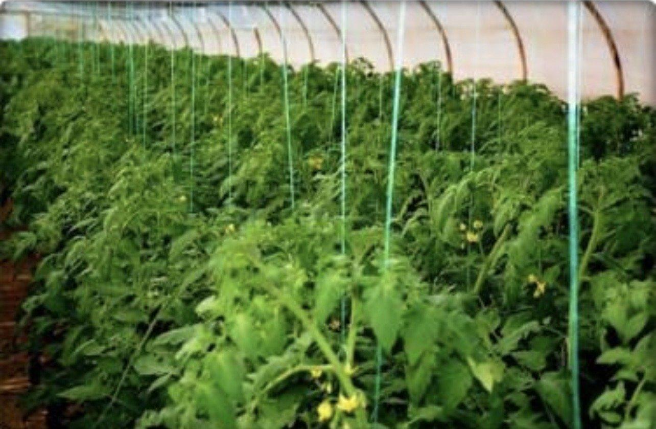 Greenhouse Twine | PP Greenhouse Support Twine