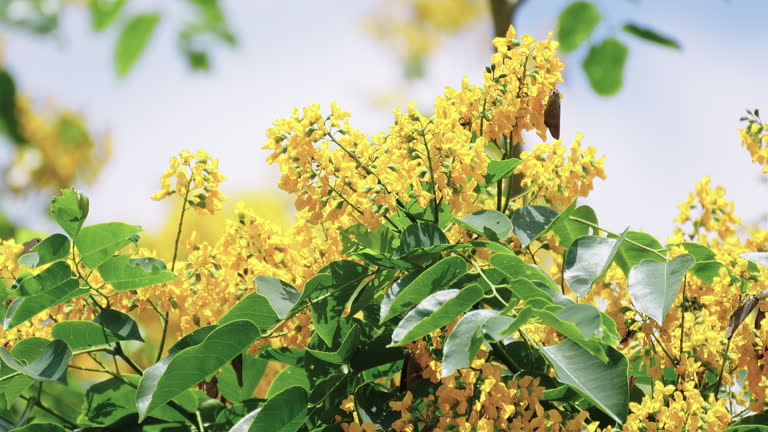 Your Expert Guide to Procuring Top-Tier Cassia: Top 4 Cassia Suppliers in Netherlands in Quarter 3 of 2025