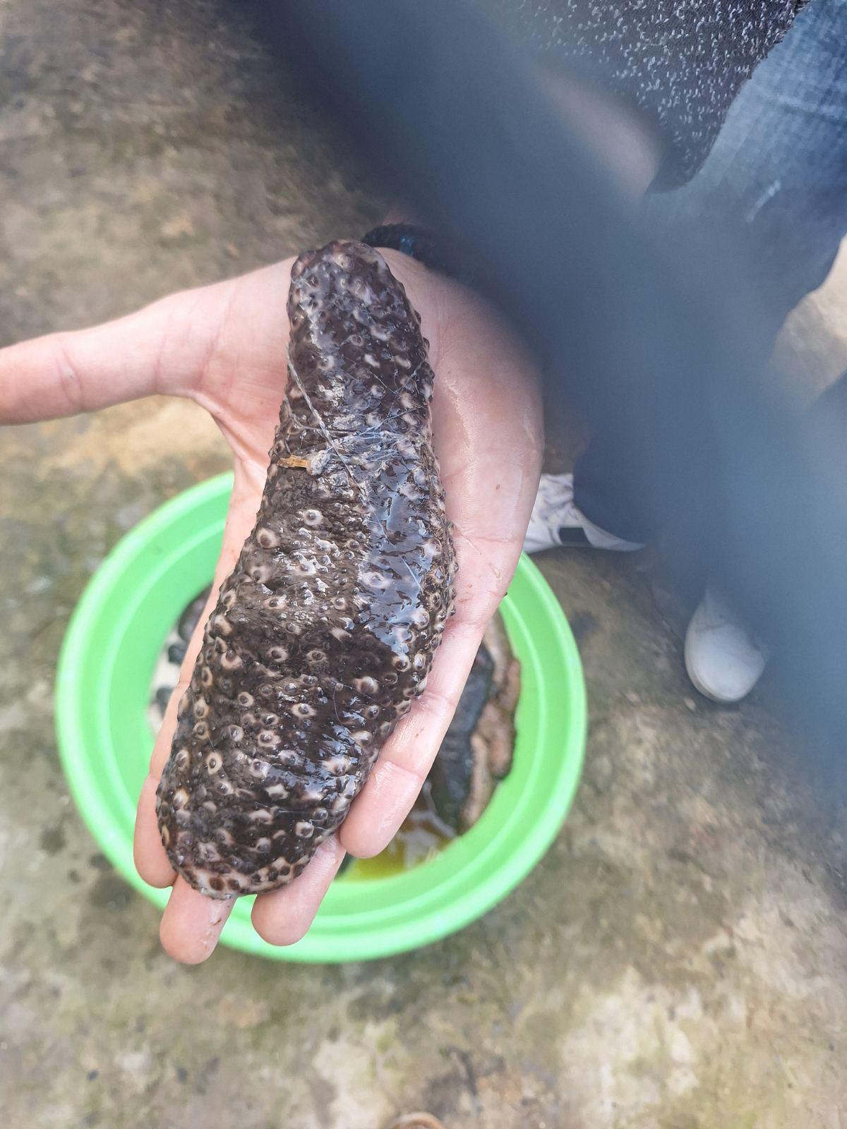 Sea Cucumbers Processing
