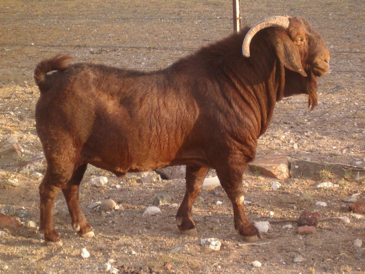 Wholesale Kalahari Goats Superior Meat Breed Goats for Sustainable Livestock For Bulk Export Worldwide