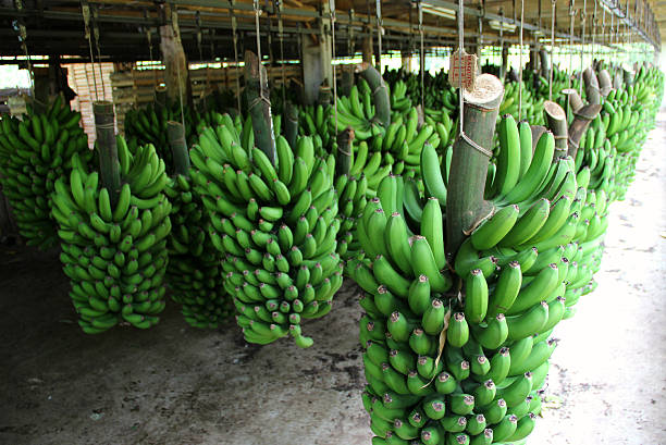 Your Expert Guide to Procuring Top-Tier Banana: Top 10 Banana Suppliers in Sri Lanka in Year 2025