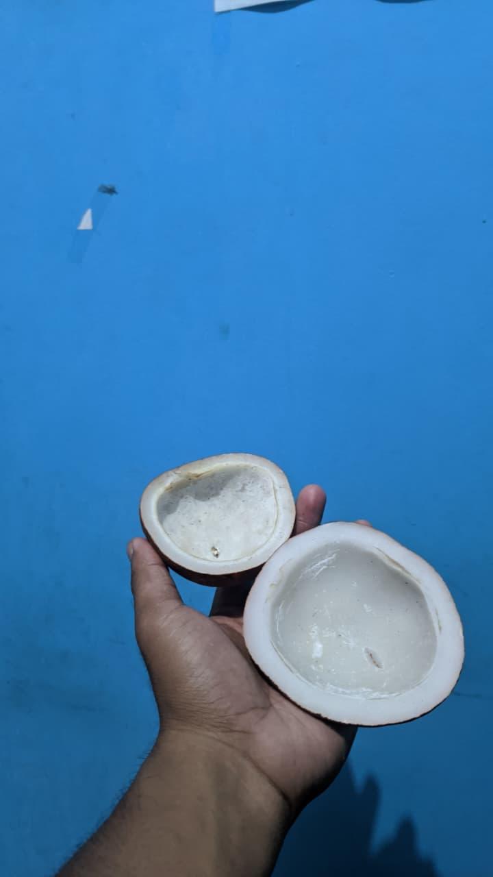 Edible Copra 2