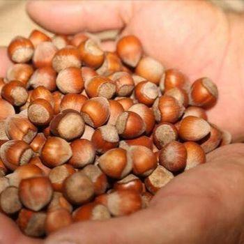 Hazelnuts Image 2
