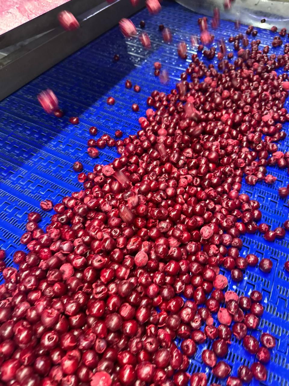 IQF Frozen Sour Cherries