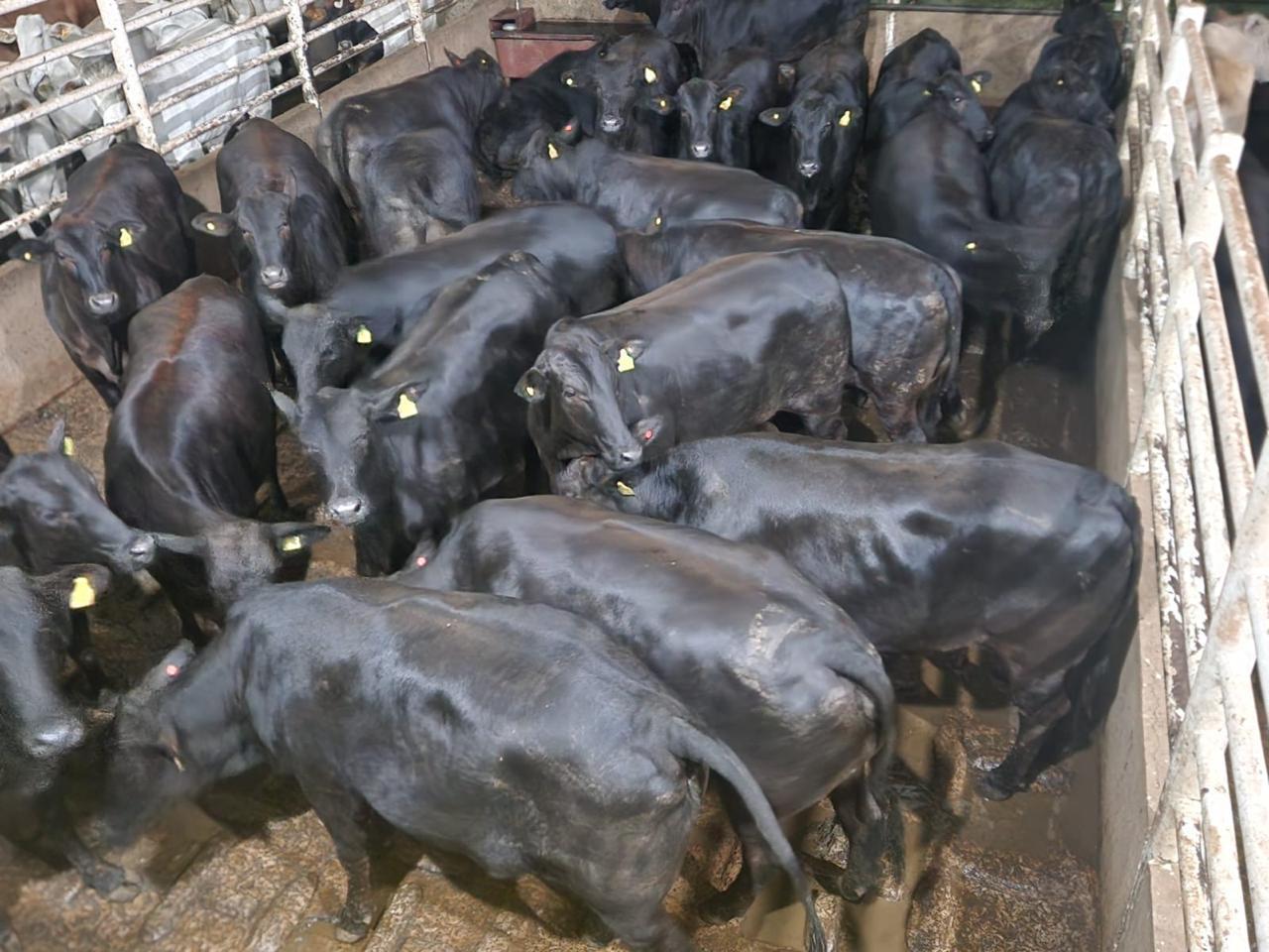 Cattle Image 1