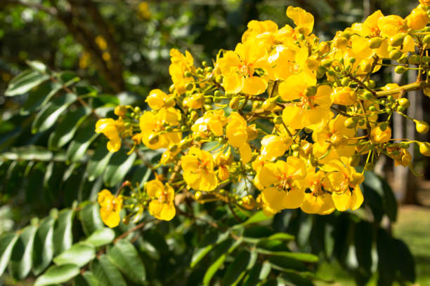 Cassia in Flux: Top 5 Cassia Suppliers in Malaysia in September 2025