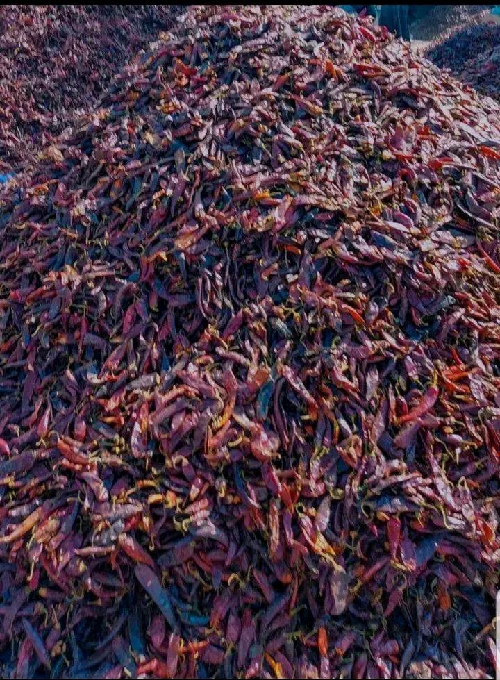 Dry hot pepper
