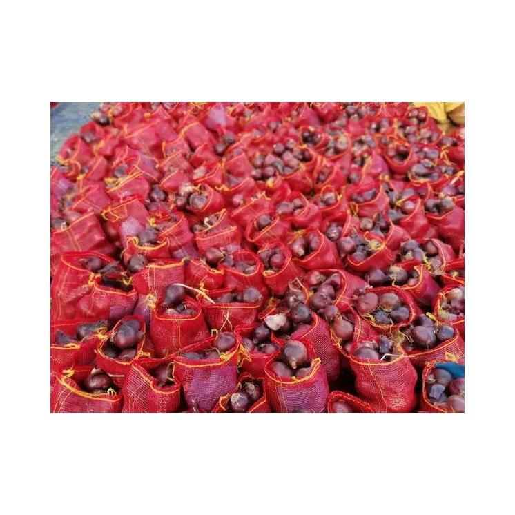 Fresh Onion Red onion / Gold onion High quality best price