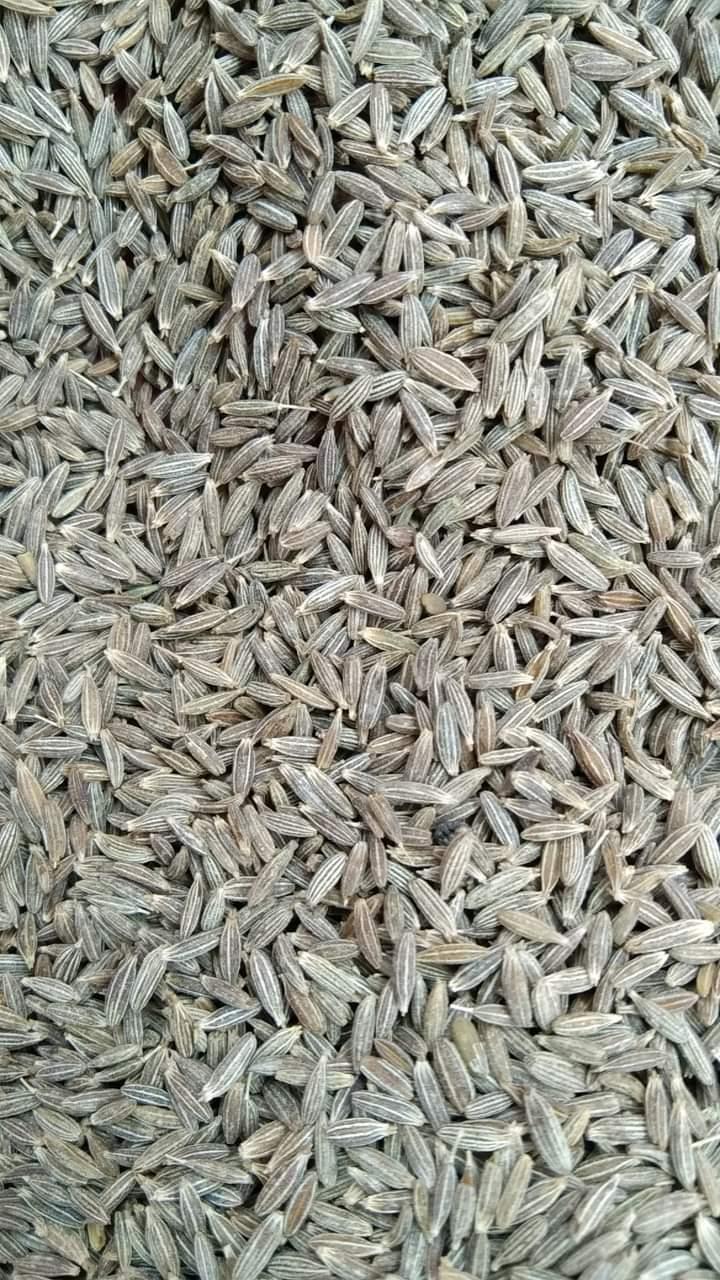 Cumin Seeds