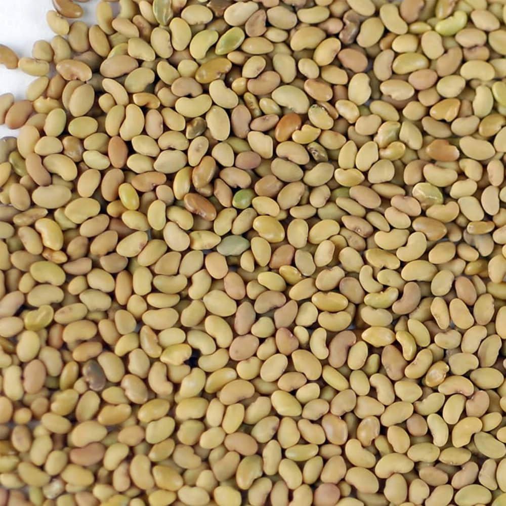 Alfaalfa Seeds