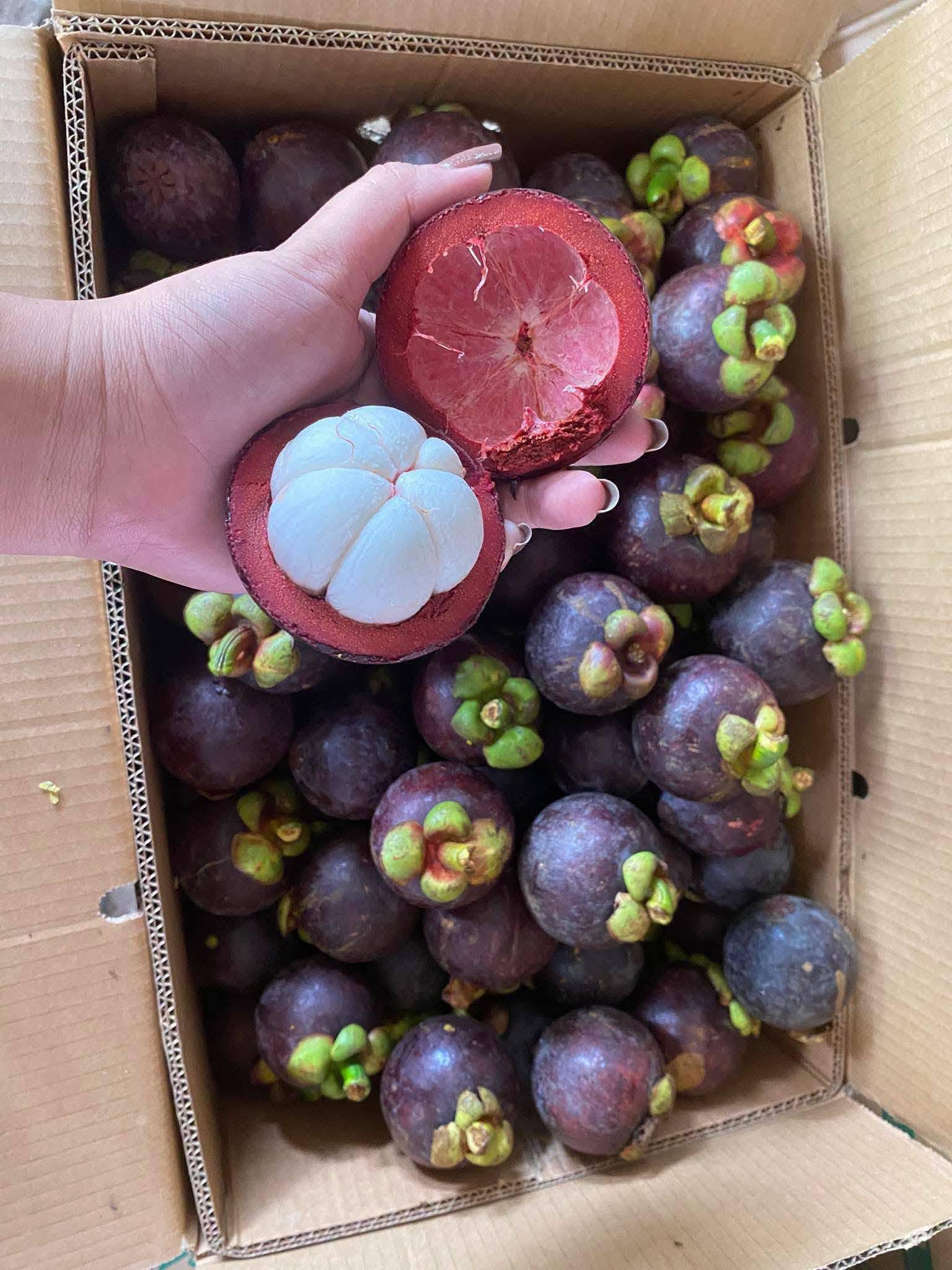 Fresh Mangosteen
