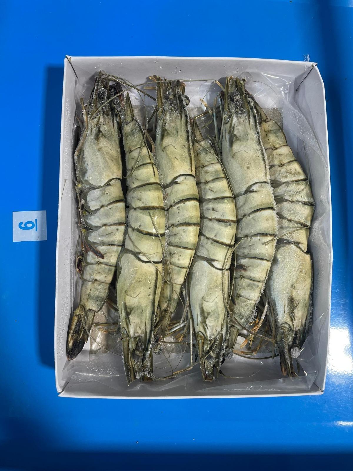 Frozen Black Tiger Shrimp HOSO