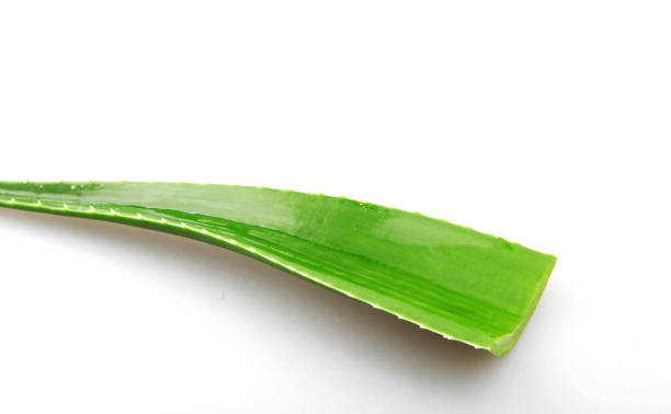 Urgent Update: Top 9 Aloe Vera Suppliers in Philippines in Year 2025