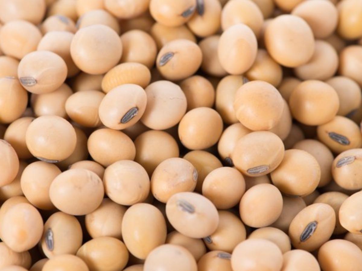Meet the Top 4 Soybean suppliers in Germany - 5