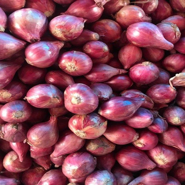 Top Selling -Fresh Onion - Wholesale for Fresh Onion - purple Onion- variety size - competitive price