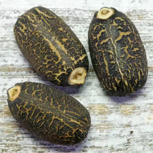 Jatropha Seed Product