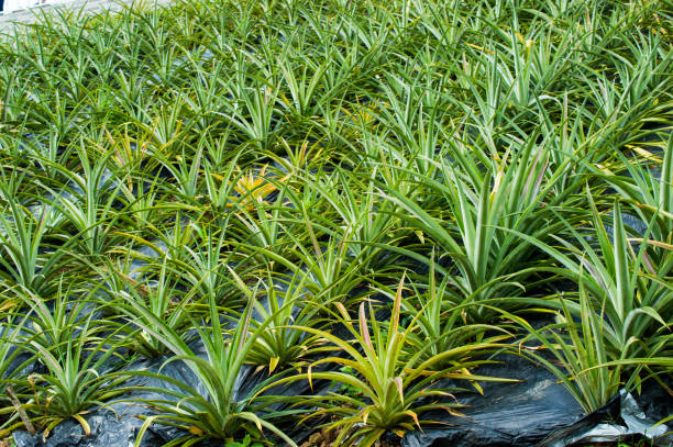 Top 9 Pineapple Suppliers in Switzerland in July 2025