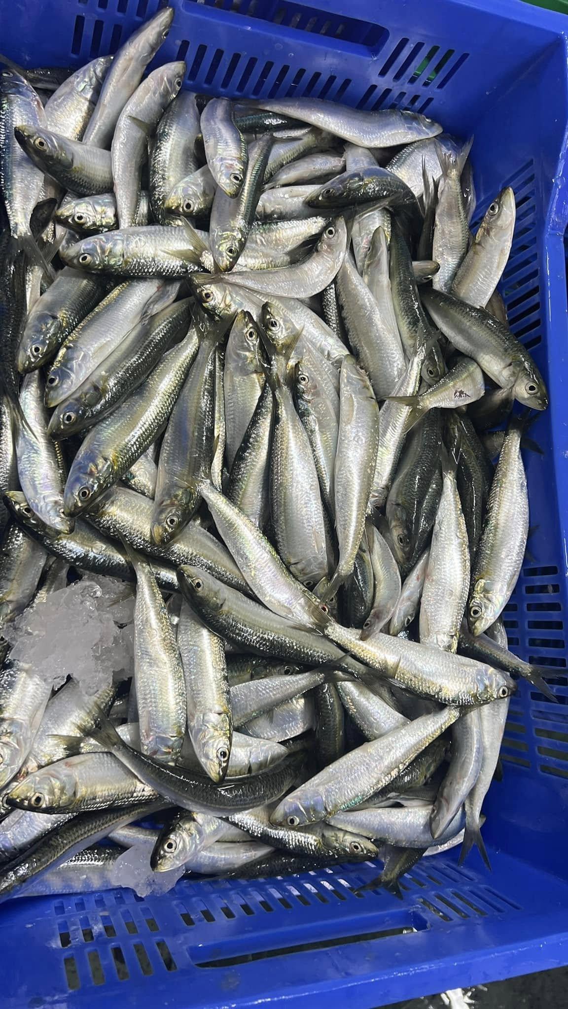 2026 New Catch Frozen Whole Round Sardine Fish Grade A IQF 10kg Carton Bulk Export Wholesale