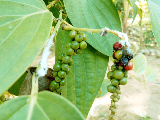 Black Pepper Poland: Top 4 Black Pepper Suppliers in Poland in Quarter 3 of 2025