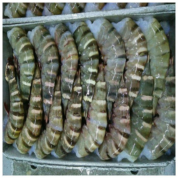 Frozen Fresh Shrimp/Seafood/Black Tiger Prawn Place of Origin THAILAND Form Hoso, Hlso, Pud, P&d Style Fresh, Frozen, Peeled