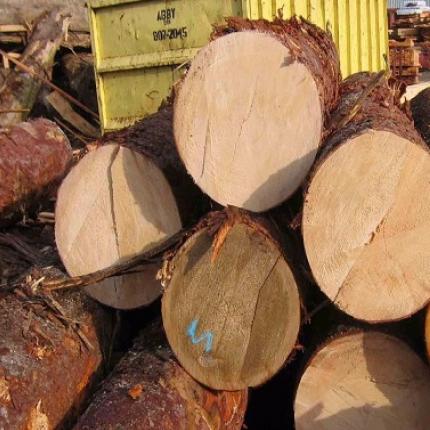 Wholesale Custom Teak Wood Logs Pine and Red hard wood/Hot Sales eucalyptus wood log with cheap price for World market