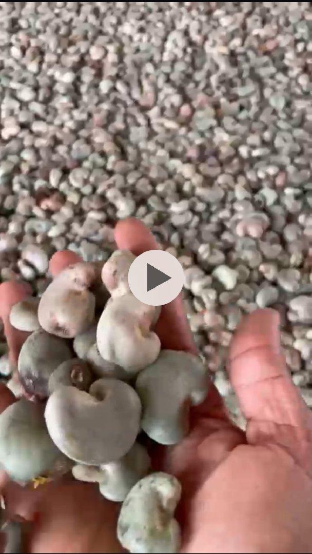 Cashew Degree of Processing Natural